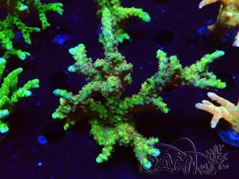 WYSIWYG - AK Goldenrod Anacropora 1W4