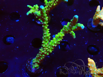 WYSIWYG - AK Goldenrod Anacropora 1W6