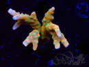 WYSIWYG - MH Tropicana Anacropora 1X1