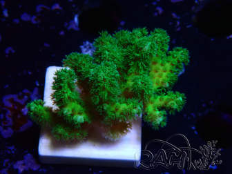 WYSIWYG Pocillopora damicornis yellow-green
