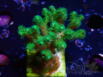 WYSIWYG Pocillopora damicornis yellow-green