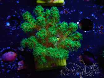 WYSIWYG Pocillopora damicornis yellow green