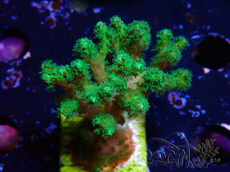 WYSIWYG Pocillopora damicornis jaune vert