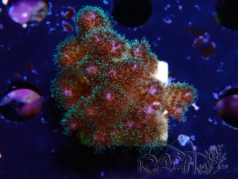 WYSIWYG Pocillopora damicornis rosa
