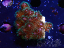 WYSIWYG Pocillopora damicornis  rose 1C5