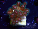 WYSIWYG Pocillopora damicornis  rose 1C6