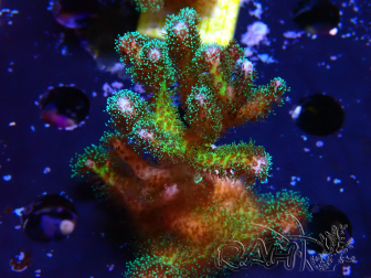 WYSIWYG Pocillopora damicormis Gold insane 1D3