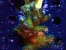 WYSIWYG Pocillopora damicormis Gold insane 1D3