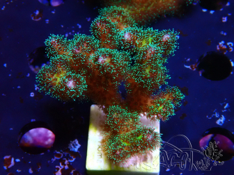 WYSIWYG Pocillopora damicormis Oro insano