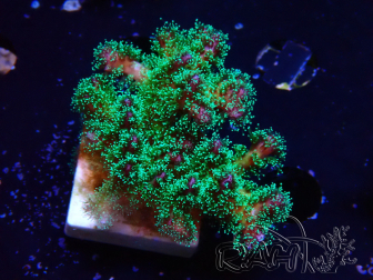 WYSIWYG Pocillopora damicornis tricolor