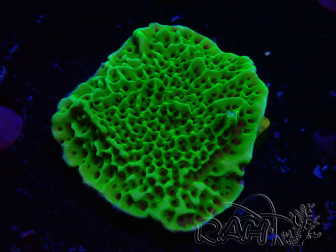 WYSIWYG Montipora confusa 1E4