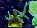 WYSIWYG Seriatopora caliendrum Ibrido (Uccello del paradiso-Neon) 1F6