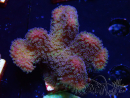 WYSIWYG - Stylophora Pink and Green Bush