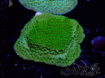 WYSIWYG Montipora Plateau Amarillo/Verde