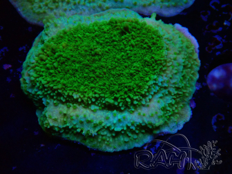 WYSIWYG Montipora Plateau Jaune/Vert 1G6