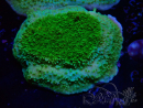 WYSIWYG Montipora Plateau Jaune/Vert 1G6