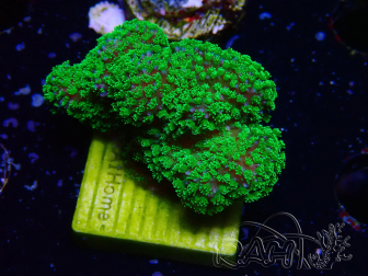 WYSIWYG Stylophora Rose polypes vert fluo