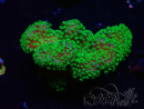 WYSIWYG Stylophora Rose fluorescent green polyps