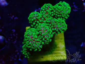 WYSIWYG Stylophora Rose polypes vert fluo