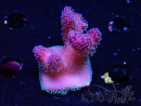 WYSIWYG Stylophora Pink Blue Polyps