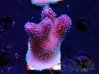 WYSIWYG Stylophora Pink Blue Polyps