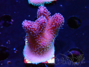 WYSIWYG Stylophora Pink Blue Polyps 1J5