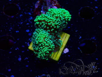 WYSIWYG Stylophora Green Fluo