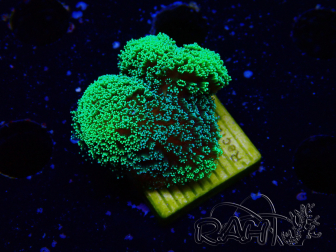 WYSIWYG Green Fluorescent Stylophora