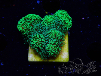 WYSIWYG Stylophora Verde Fluorescente