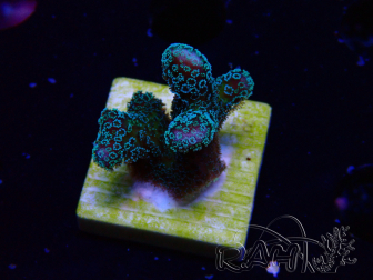 WYSIWYG RAH Stylophora Blu Metallo