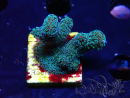 WYSIWYG RAH Stylophora Metallic Blue 1K5