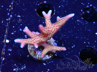 WYSIWYG Seriatopora caliendrum Rosa