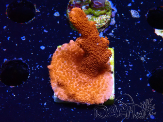 WYSIWYG Montipora rot wächst rot