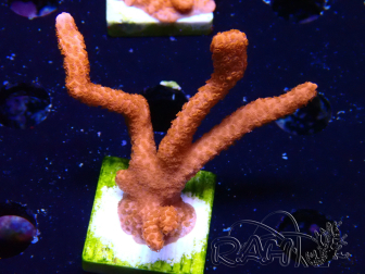 WYSIWYG Montipora Red with Red Tips