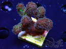 WYSIWYG Stylophora Rosado