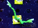 WYSIWYG Montipora stellata