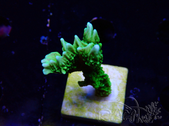 WYSIWYG Montipora stellata