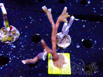 WYSIWYG Montipora Polype Violet