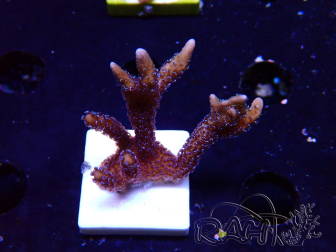 WYSIWYG Montipora Polype Violet 1U5