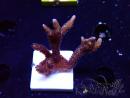 WYSIWYG Montipora Polype Violet 1U5