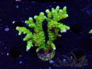 WYSIWYG - BR Green Goblin Anacropora 1V1