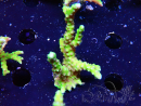 WYSIWYG - AK Goldenrod Anacropora