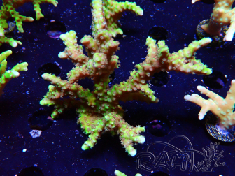 WYSIWYG - AK Goldenrod Anacropora