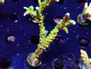 WYSIWYG - AK Goldenrod Anacropora
