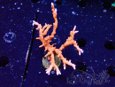 WYSIWYG - JF TNT Anacropora 1Y1