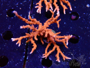 WYSIWYG - JF TNT Anacropora 1Y3