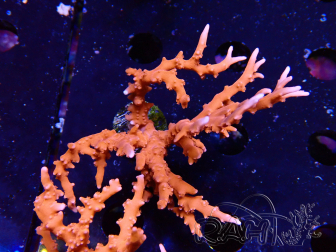 WYSIWYG - JF TNT Anacropora 18D1