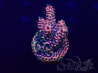 WYSIWYG Acropora acclimated LED
