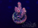 WYSIWYG Acropora acclimated LED