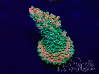 WYSIWYG Acropora acclimaté led